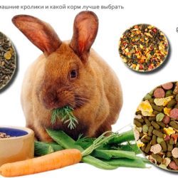 Чем питаются домашние кролики и какой корм лучше выбрать