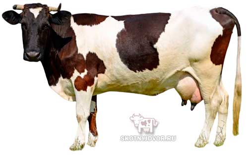 Что такое раздой коров