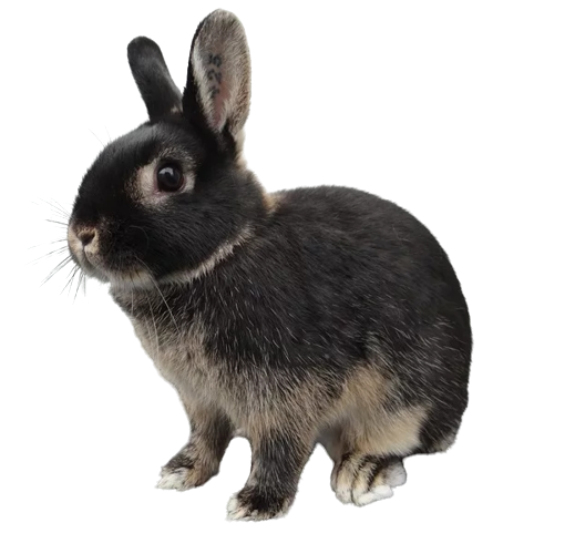 Голландский карликовый кролик - фото