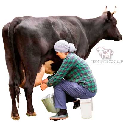 Как часто доить корову