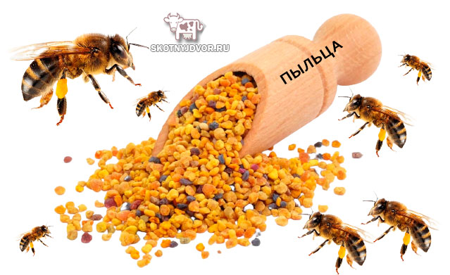 Какая польза пыльцы пчелы для человека: как принимать пыльцу