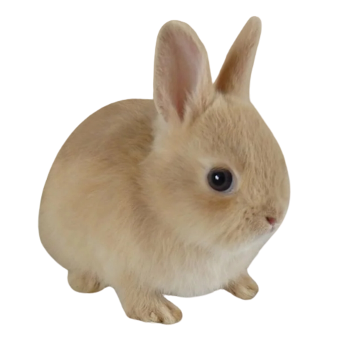 Карликовый короткошерстный кролик