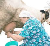 Когда корова дает молоко первый раз — как раздоить и правила дойки