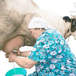 Когда корова дает молоко первый раз — как раздоить и правила дойки