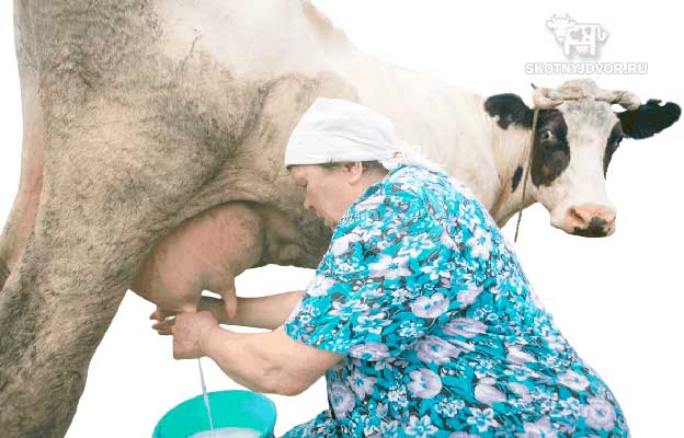 Когда корова начинает давать молоко - как раздоить, как часто доить