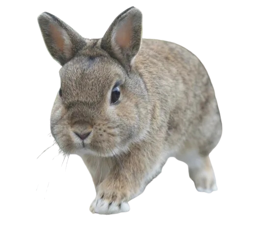 Кролик белка - фото