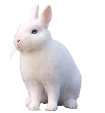 Кролик гермелин - фото