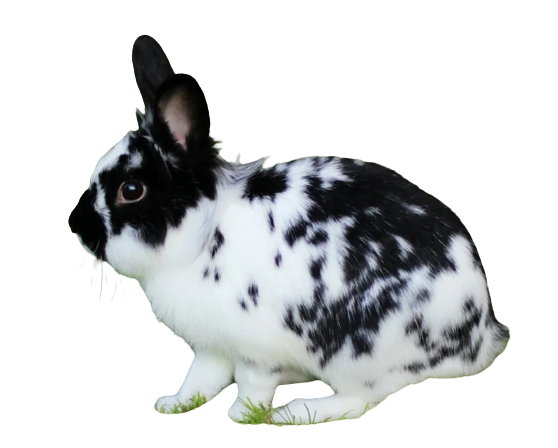 Кролик карликовая бабочка - фото