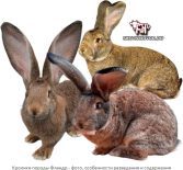 Кролики породы Фландр — фото, особенности разведения и содержания