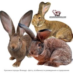 Кролики породы Фландр — фото, особенности разведения и содержания