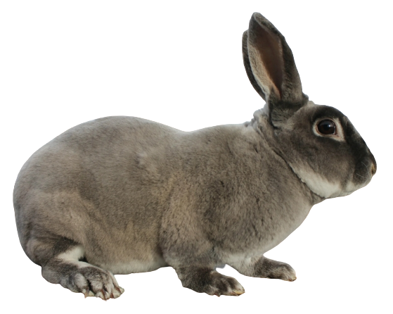Меховые породы кроликов