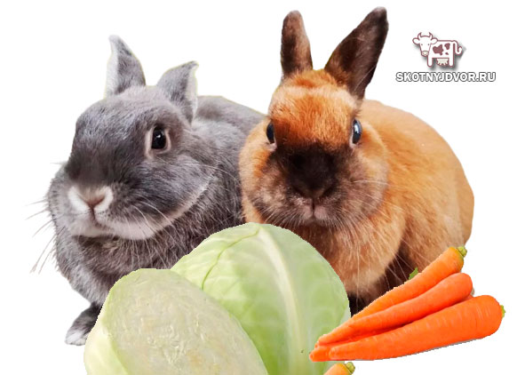 Питание декоративных кроликов и уход за ними