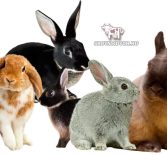 Породы декоративных кроликов с фотографиями и названиями