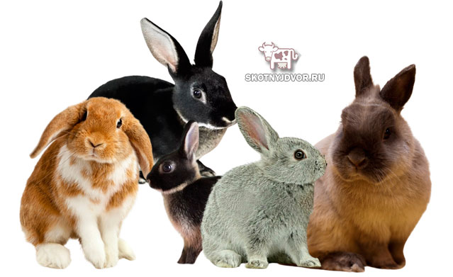 Породы декоративных кроликов с фотографиями и названиями