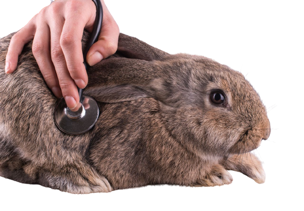 Предупреждение болезней у кроликов