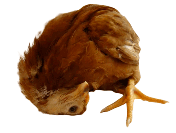 Различные виды травм у куриц