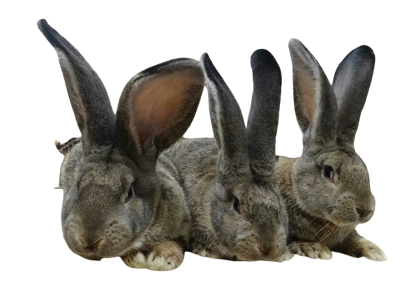 Размножение кроликов породы Фландр