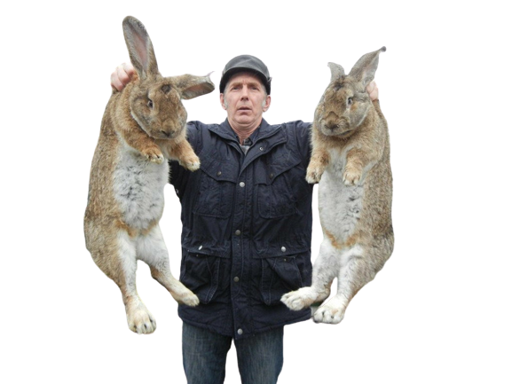 Содержание и уход кроликов Фландр