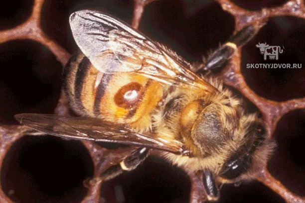 Заболевание варроатозом пчел
