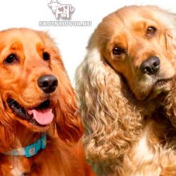 Порода собак кокер спаниель — уход, здоровье и характеристики
