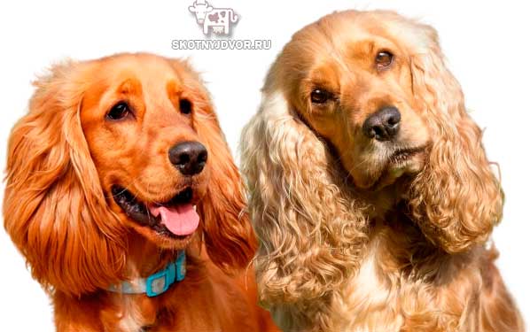 Порода собак кокер спаниель - уход, здоровье и характеристики