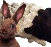 Как выделать шкурку кролика — пошаговый процесс выделки