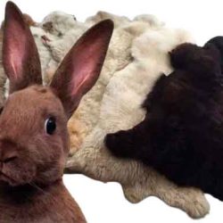 Как выделать шкурку кролика — пошаговый процесс выделки