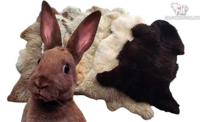 Как выделать шкурку кролика - пошаговый процесс выделки