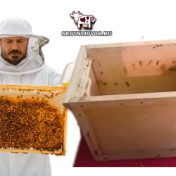 Как сделать ловушку для пчел своими руками