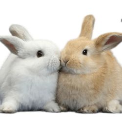 Как определить пол кролика?