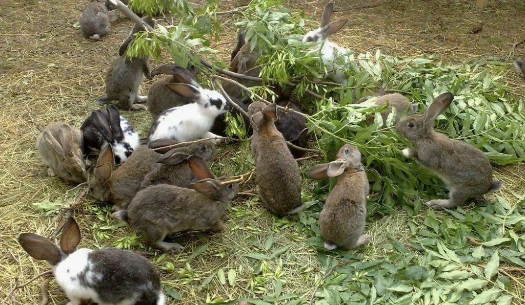Как кормить кроликов в разное время года - пошаговое руководство