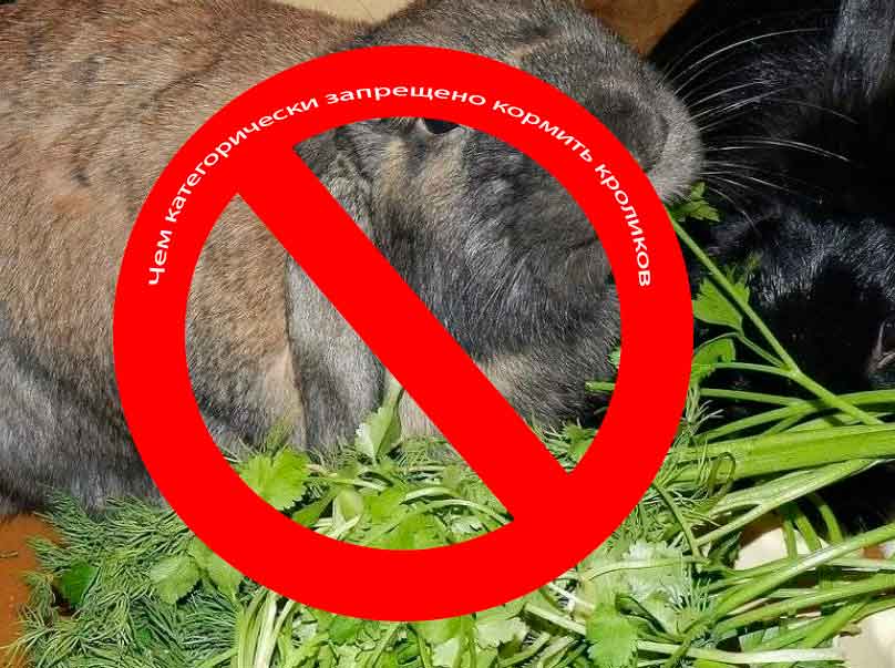Чем категорически запрещено кормить кроликов