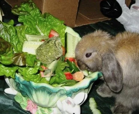 Овощной салат для кроликов
