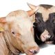 Как быстро откормить бычков на мясо в домашних условиях
