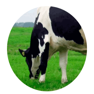 Корова в период покоя