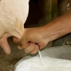 Почему горчит молоко у коровы