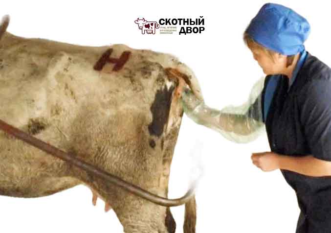 Ректальный метод определения стельности коровы
