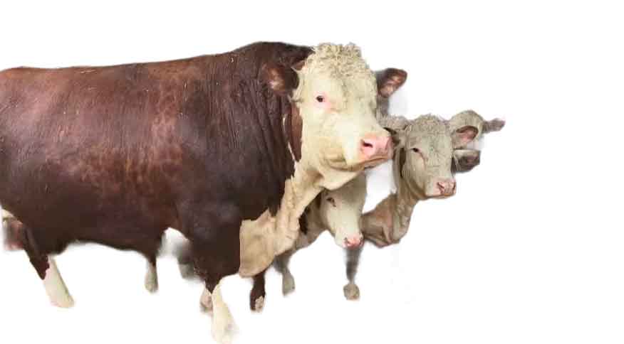 Секреты откорма бычков до 700 кг