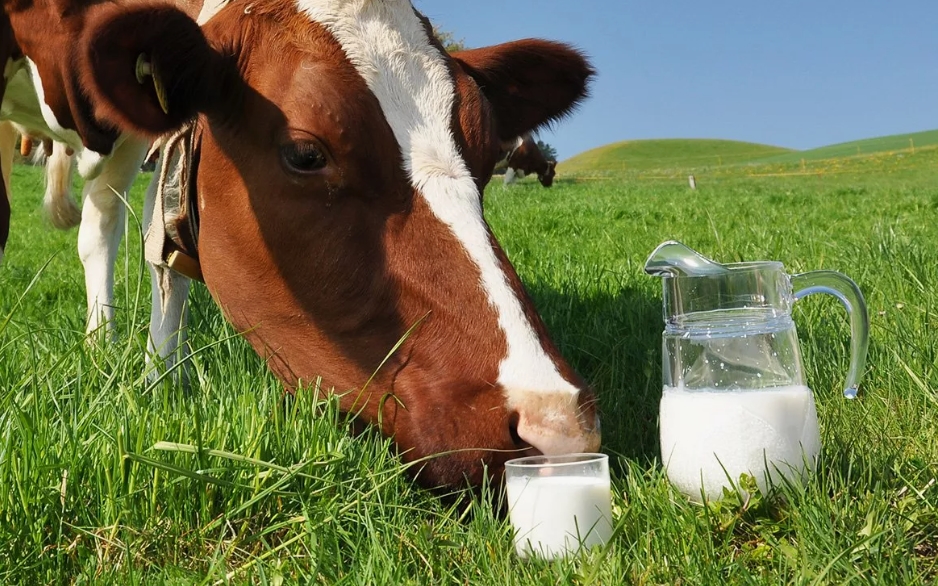 Советы по улучшению качества молока у коровы