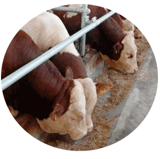 Условия ухода и содержания бычков для откорма