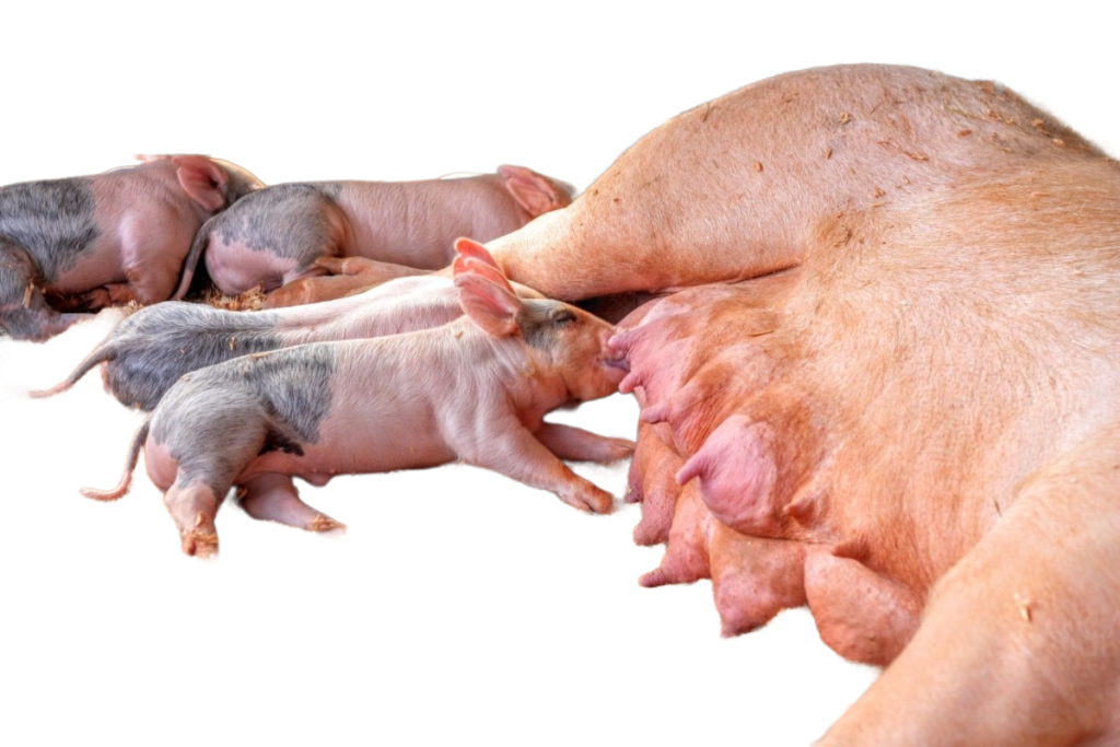 Чем кормить поросят после отъема от свиноматки