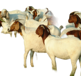 Продолжительность жизни козы в домашних условиях
