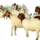Продолжительность жизни козы в домашних условиях