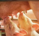 Свиноматка не кормит поросят: что делать и как стимулировать кормление