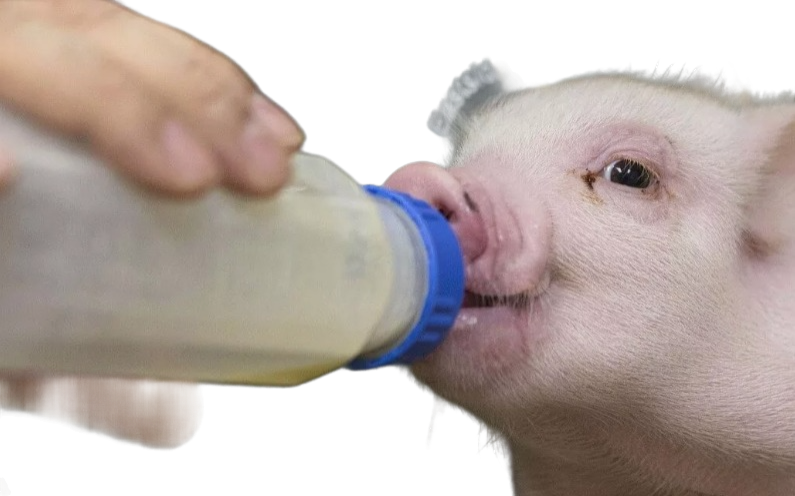 Свиноматка не кормит поросят