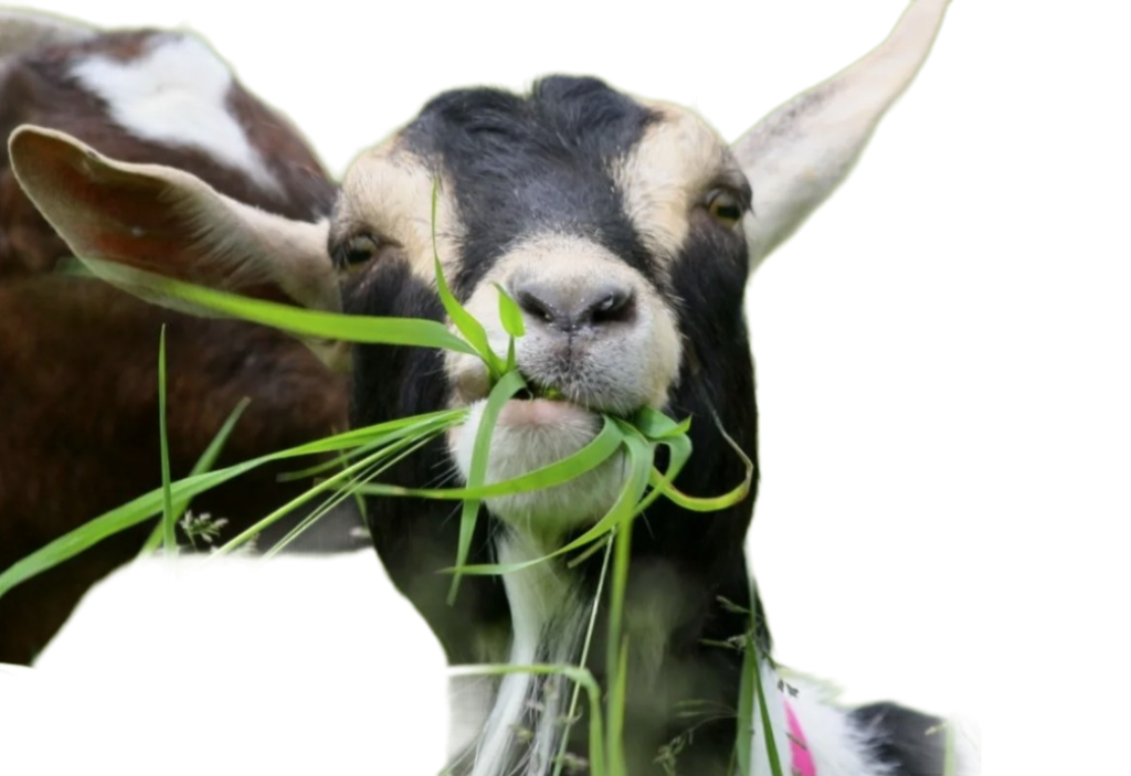 Питание козы